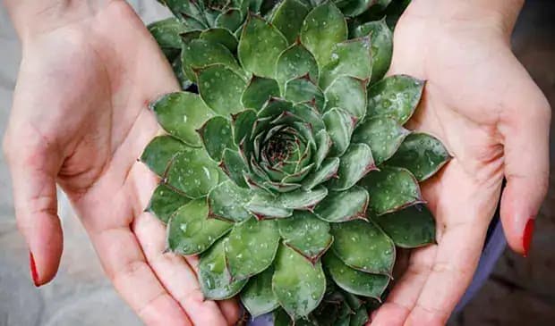 Len čo vstanem, žujem JEDEN LIST skalnej ruže: Toto sa mi stalo po pár dňoch!