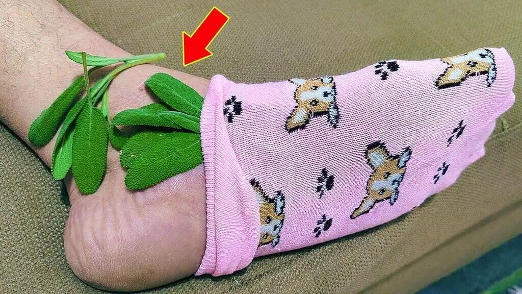 Moja mama si dal do ponožky pár listov šalvie a išila spať: Starý trik, na ktorý by sa NIKDY nemalo zabudnúť!