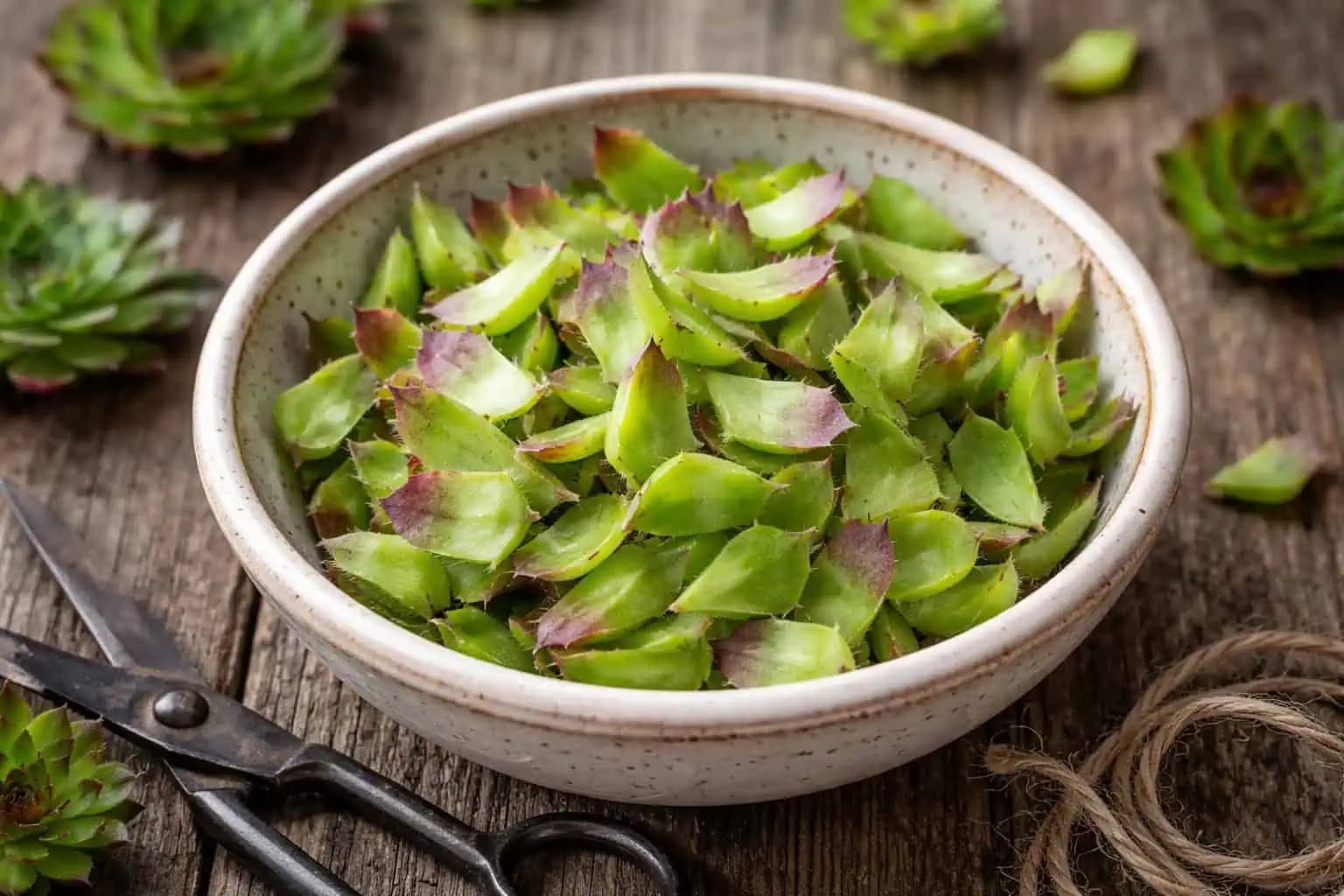 1 list tejto rastliny vylieči nádchu, západ v hrdle aj paradentózu: Mnohí ani netušia, že ju majú v záhrade!