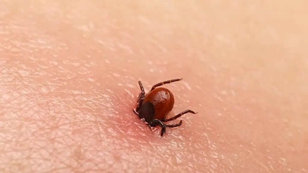 Kliešte sa začínajú prebúdzať: Zmiešajte tieto 2 ZLOŽKY a už sa vás nikdy ani nedotknú!