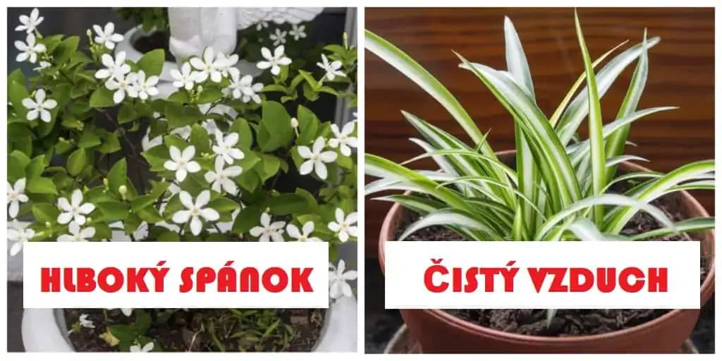 9 zázračných izboviek, ktoré čistia vzduch a pomôžu vám k lepšiemu spánku: Dajte si ich do bytu, budú vám slúžiť roky!