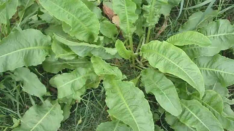 Liečivé účinky týchto listov sa vyrovnajú polovici lekárne!