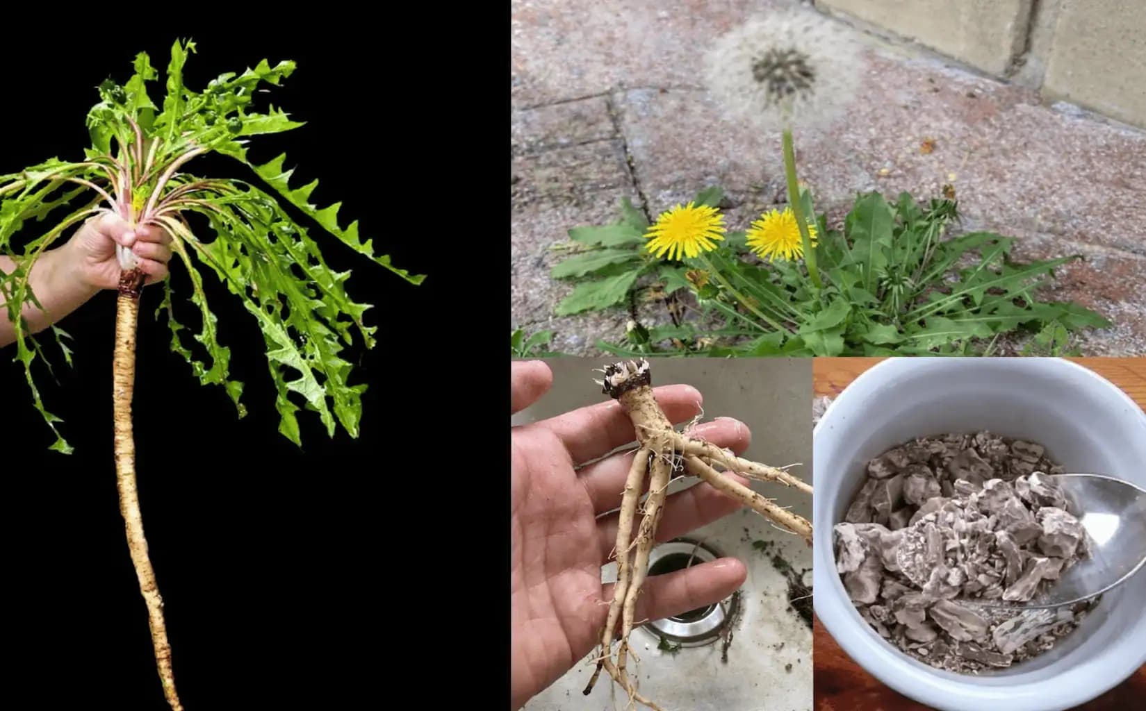 Väčšina ľudí netuší, že korene púpavy sú najdôležitejšou časťou rastliny!