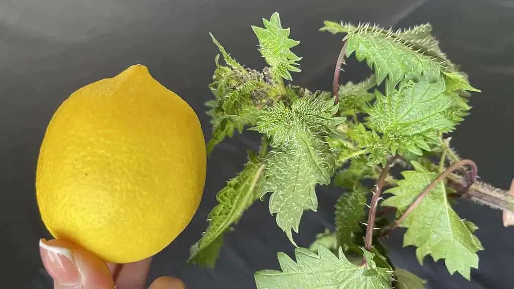 Natrhajte si na jar obyčajnú ŽIHĽAVU a zmiešajte ju s citrónom: Účinok, za ktorý budete vďační!