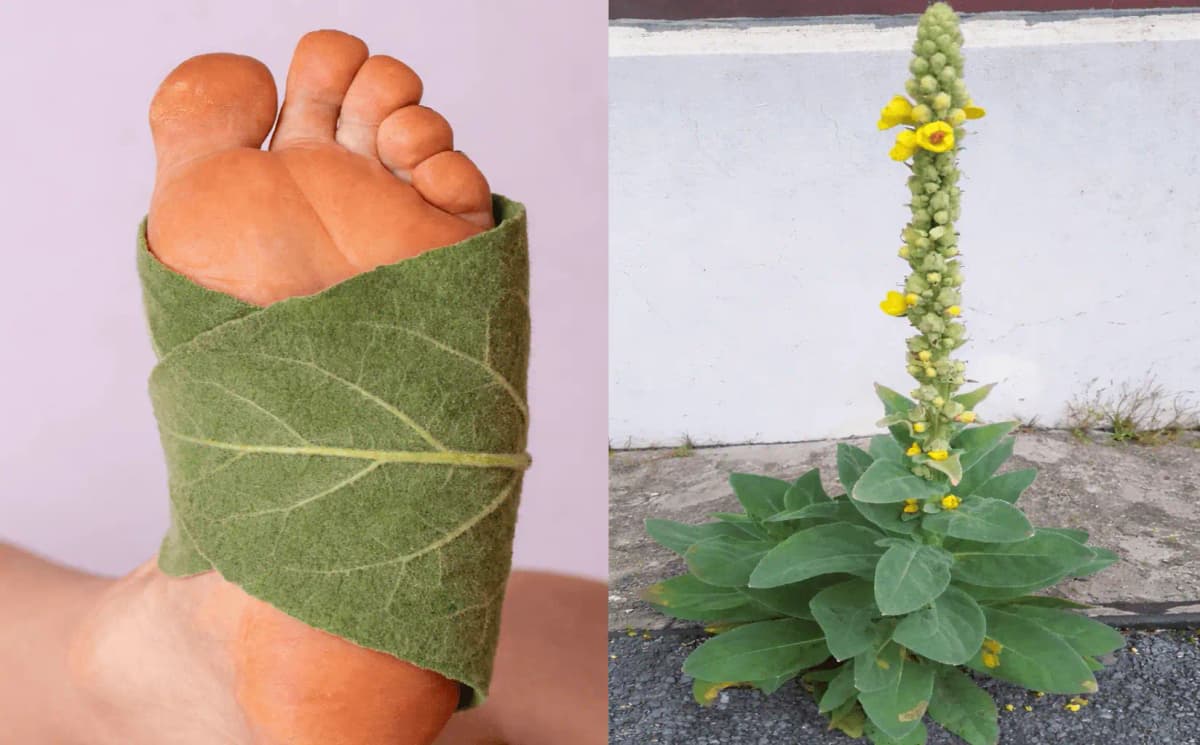 Viete, prečo by ste si mali priložiť list divozelu na chodidlá? Starý trik, na ktorý by sa NIKDY nemalo zabudnúť!