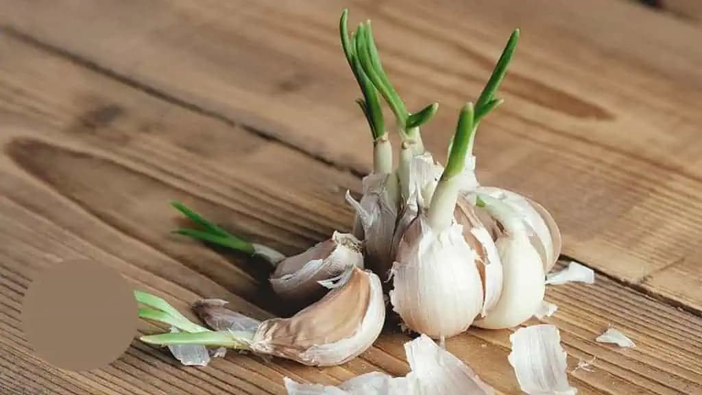 Prečo treba piť VODU s cesnakom? Keď spoznáte ÚČINOK, začnete s tým ešte dnes!