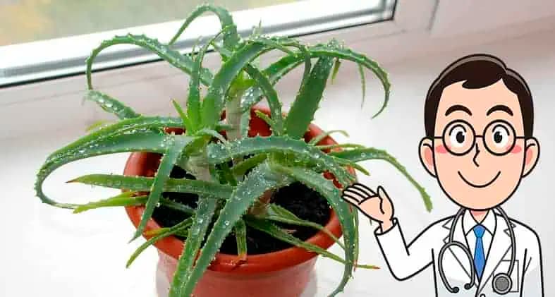 Každý musí vedieť, čo dokáže Aloe Vera, keď ju dáte do mrazničky: Stačí 12 hodín!