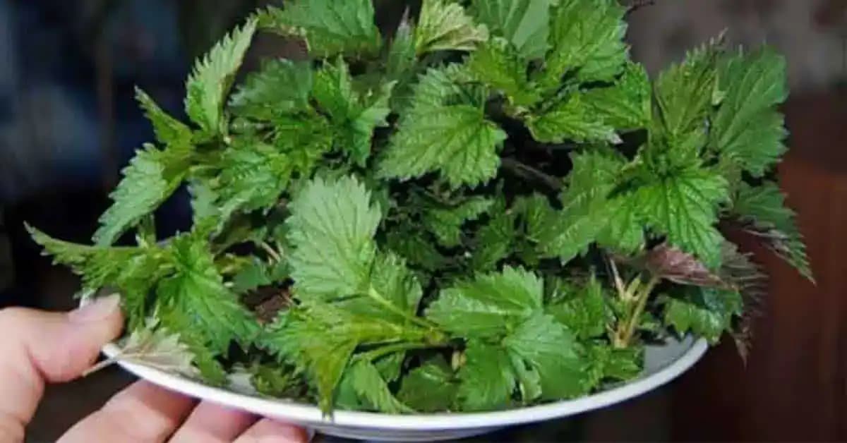ŽIHĽAVA – liečivá rastlina jari, na ktorú sa nechytá ani Aloe vera: Bojí sa jej každá CHOROBA a rastie úplne zadarmo!!
