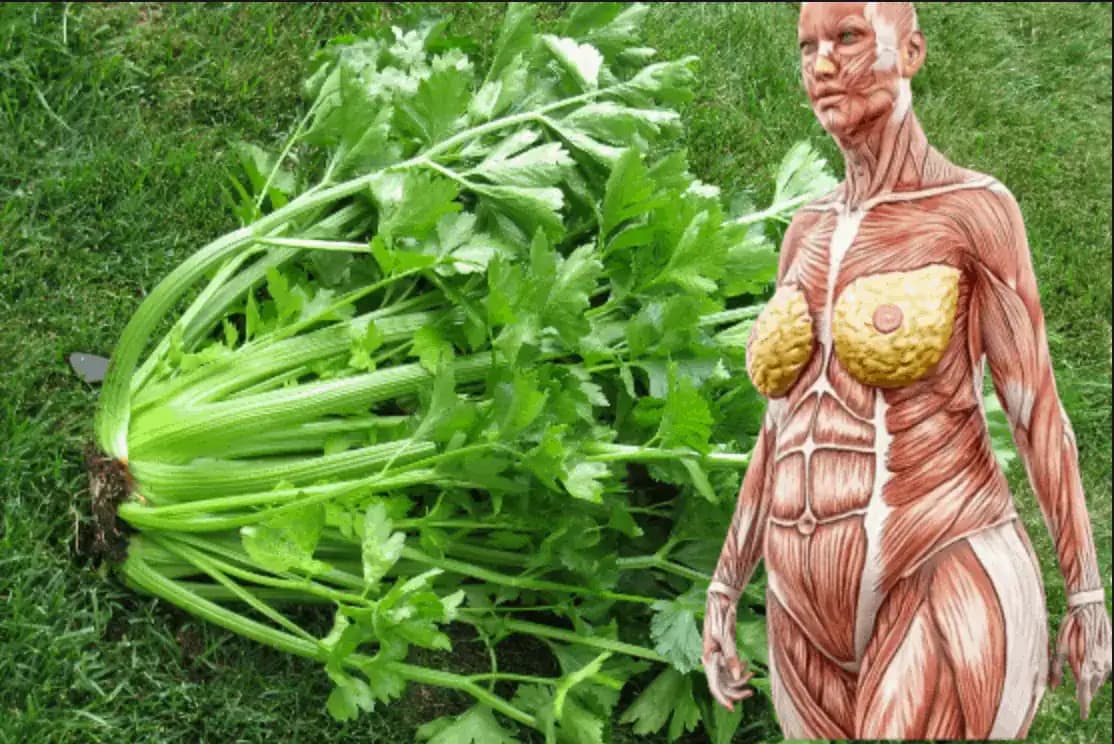 Kto má v záhone tieto listy, môže rovno vyhodiť prípravky na chudnutie aj umelé vitamíny z obchodu: Odteraz ich nebudete dávať len do polievky!