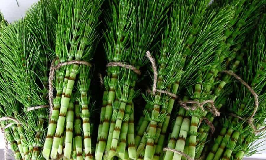 Burina z babkinej záhrady, na ktorý sa NECHYTÁ ani Aloe Vera: Pomáha na reumu, zápal močových ciest aj chorú pečeň!