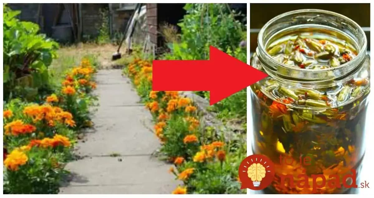 Mali sme ho len na okrasný kvietok, o tomto účinku sme netušili: Stačí zaliať olejom a máte doma zázrak na boľavé kolená!