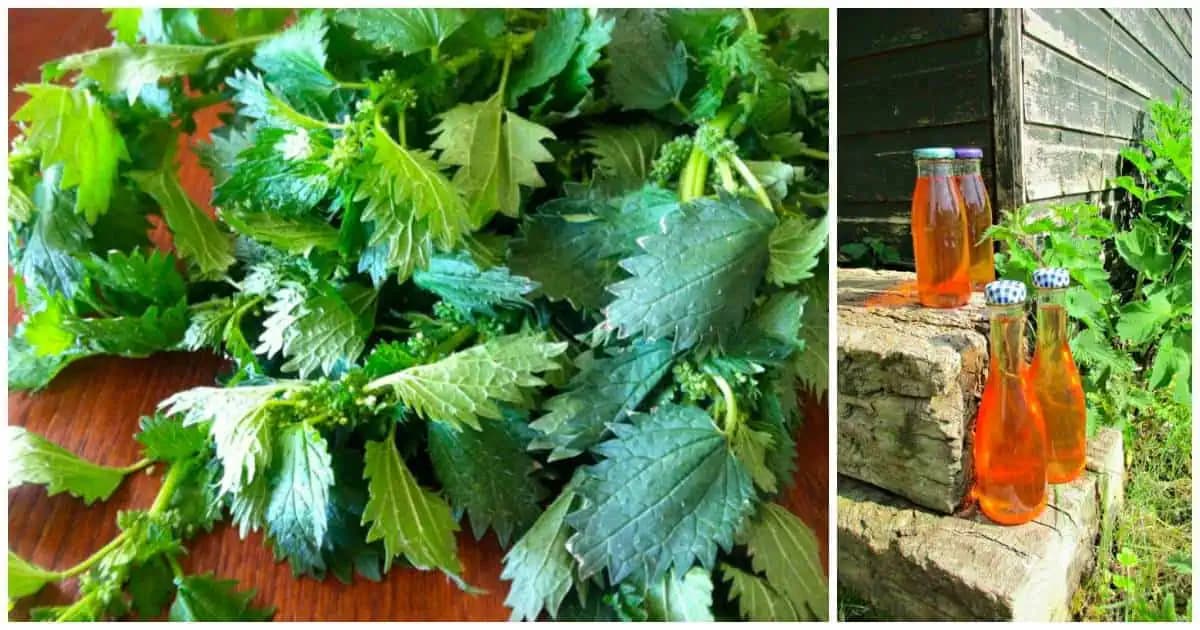 4x viac vitamínu C ako citróny: Mladá žihľava je zázrak pre slabú imunitu, ktorý máte úplne zadarmo!