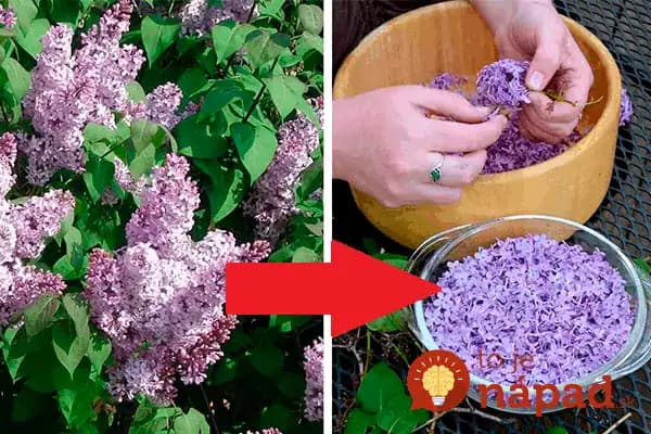 Keď skúsite, čo tento kvietok dokáže s boľavými kĺbmi a pokožkou, budete si ho všímať oveľa viac: Takto z neho vyťažíte maximum!