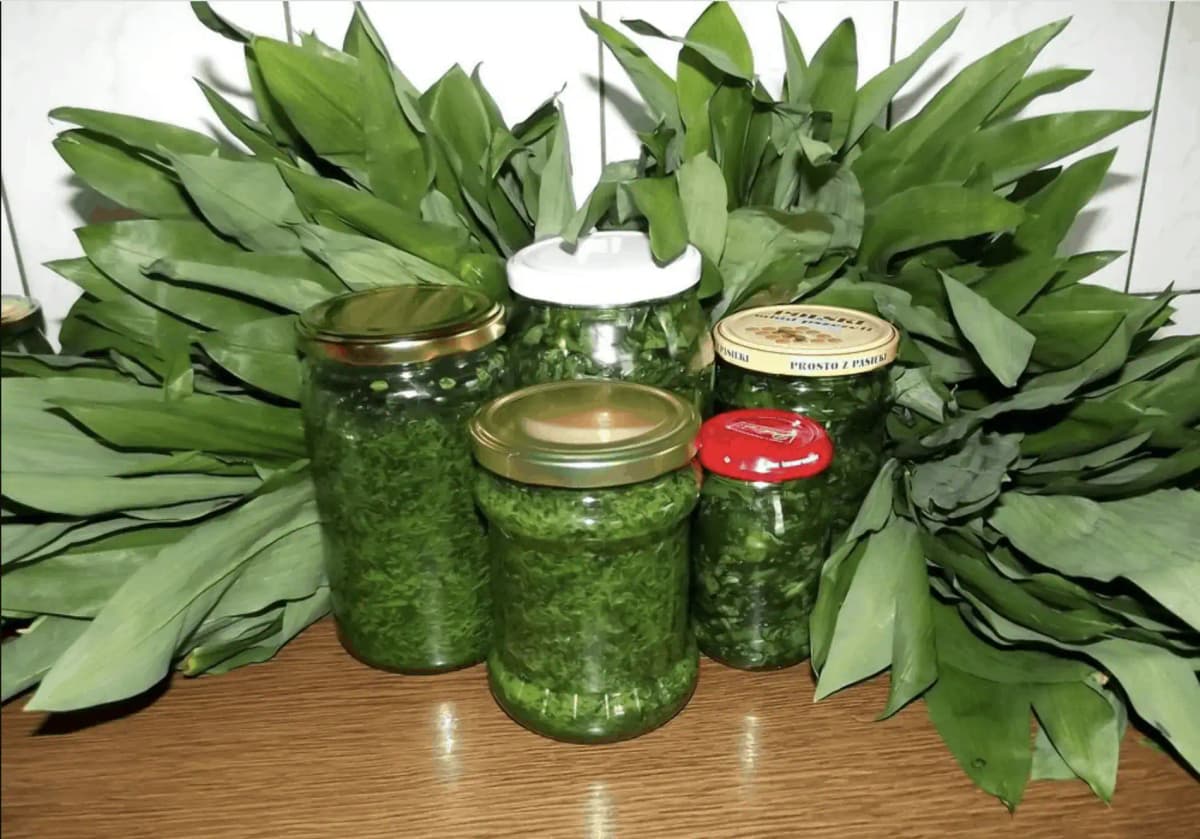 Hovorí sa, že odstráni z tela VŠETKO zlé a naštartuje imunitu: Tento zázrak z medvedieho cesnaku radím každému, kto je chorľavý a necíti sa dobre!