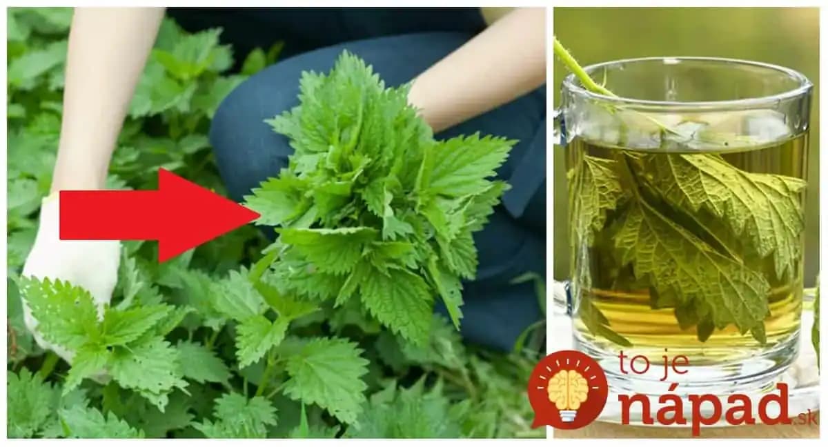 Čaj z MLADEJ žihľavy vám zmení život: 21 liečivých účinkov, ktoré by mal poznať KAŽDÝ!