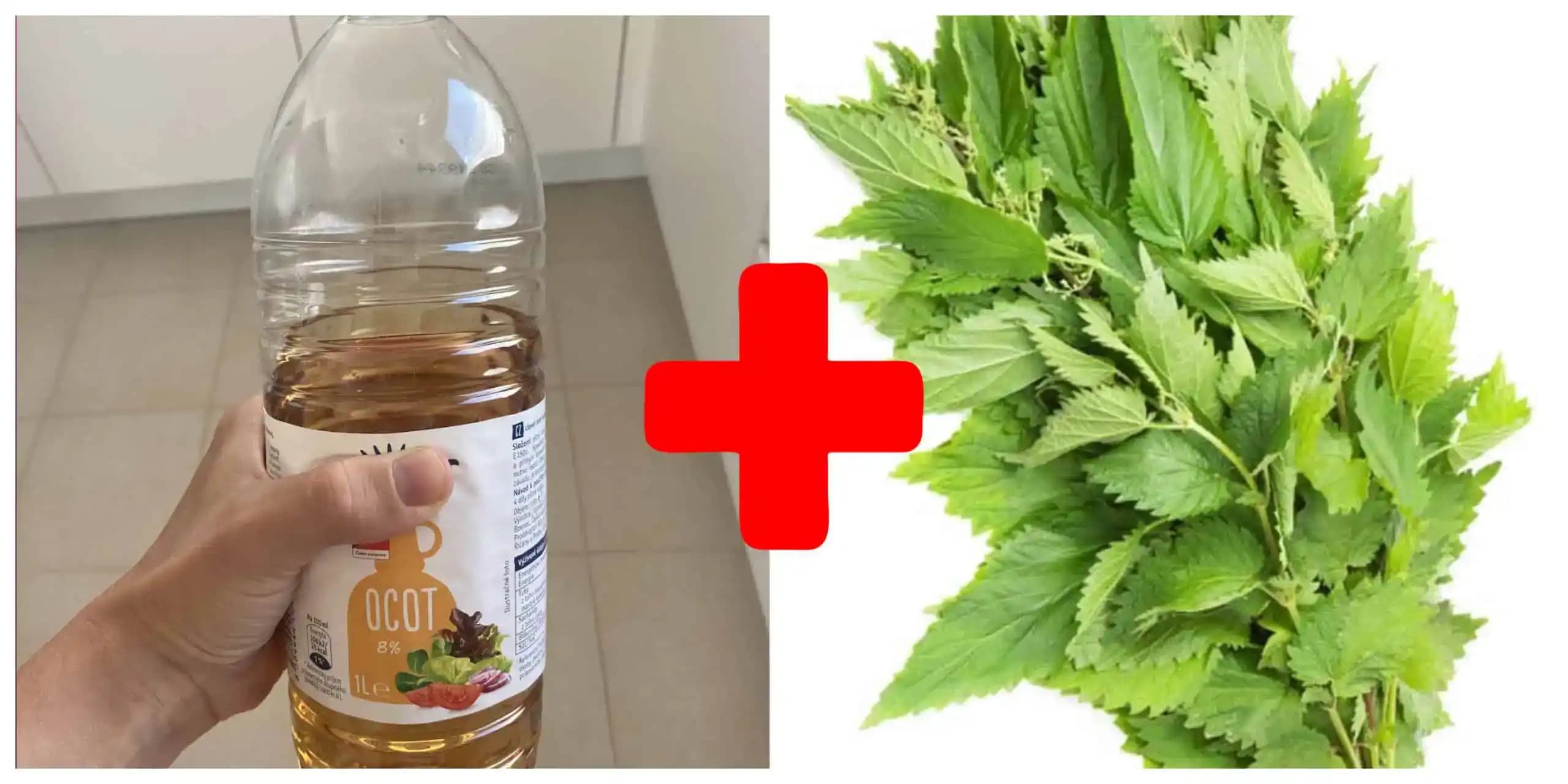 Len OBYČAJNÁ žihľava a 2 lyžice octu: Len zamiešajte a o 15 minút použite – ženy, je to tá najlepšia vec!