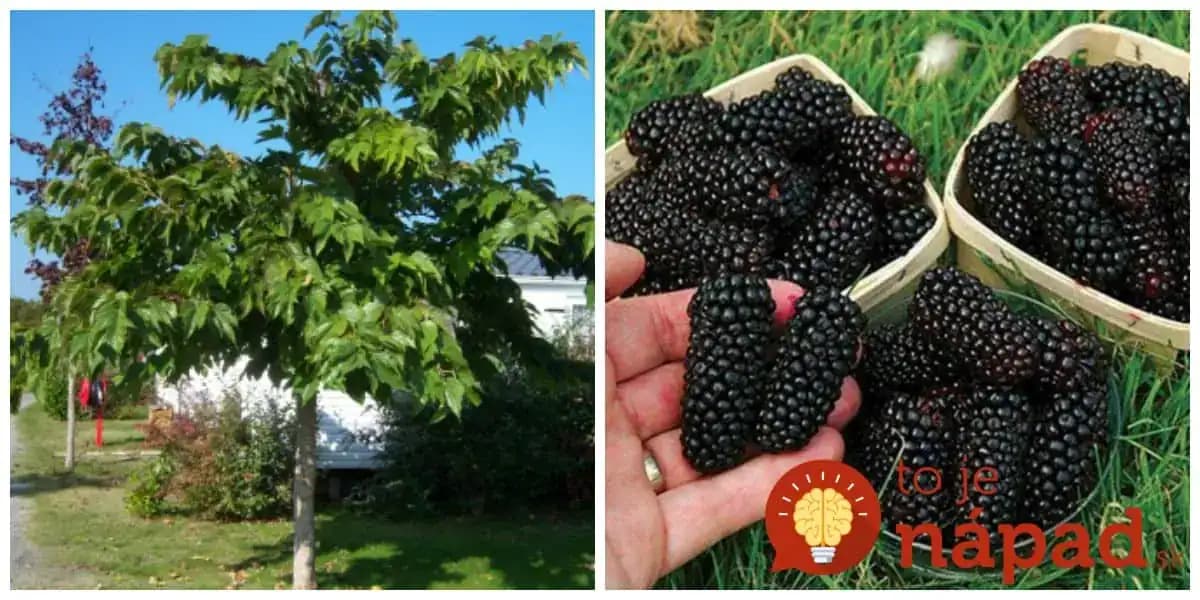 Keby ste sa babičky pýtali, aký strom zasadiť v záhrade, poradila by vám morušu: Čo dokáže tento strom je priam zázračné!