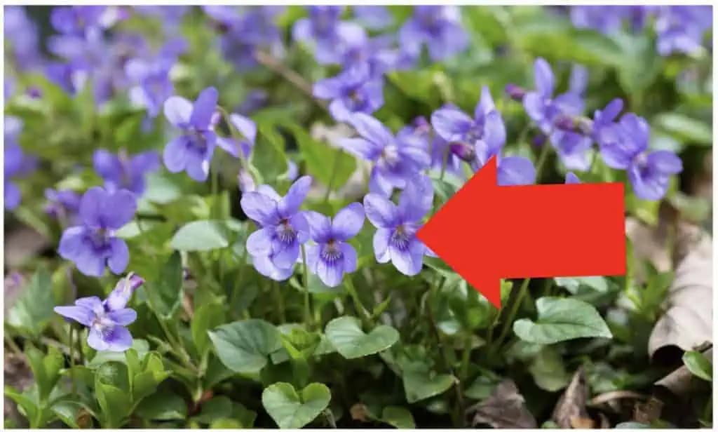 Nie všetci Slováci si pamätajú tento KVIETOK z babkinej záhrady: Jeho hodnota sa nedá ani vyčísliť!