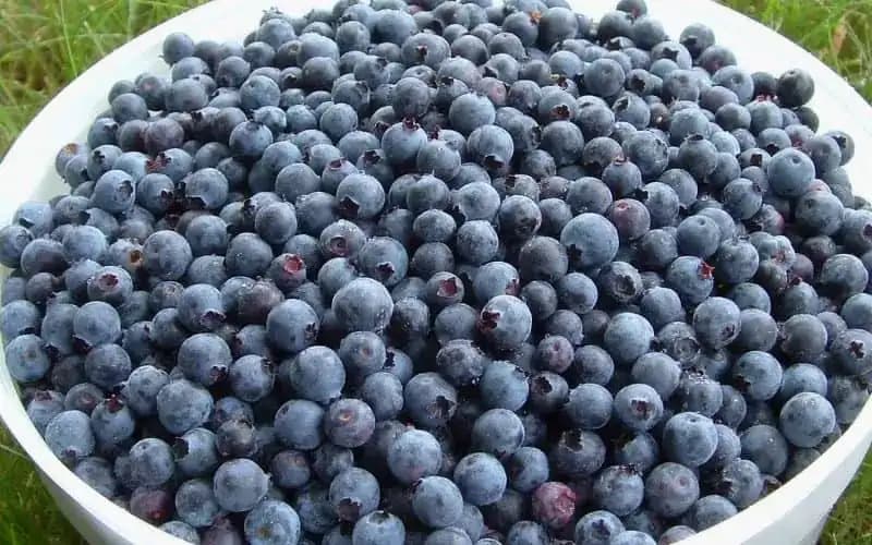 Čučoriedky dokážu skutočne PREDĹŽIŤ život o celé roky: Toto je najjednoduchší spôsob, ako si ich vypestovať doma!