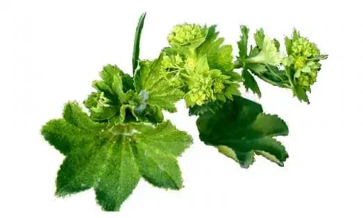 Táto nenápadná zeleň je DAROM Z NEBIES: Keby ju poznala každá žena, zmizla by polovica ženských chorôb a problémov!