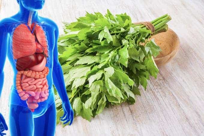 Kto má v záhrade tento LIST, nemusí sa báť chorôb pľúc, alergií ani bolesti kĺbov, hovorila babička: Odteraz pestujem aj v kvetináčoch!