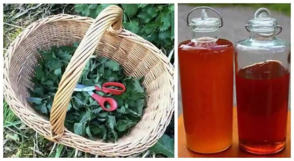 Všetci ospevujú žihľavový sirup, ale toto je ešte väčšia sila: Tento RECEPT detoxikuje, čistí krv a posilňuje imunitu – stačia 2 lyžičky denne!