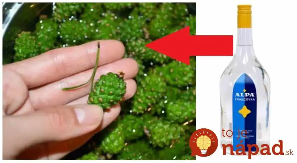 Mladé šišky V ALPE sú silnejšie ako hocijaké lieky, hovoril môj dedo: Zapamätajte si tento recept na celý život!