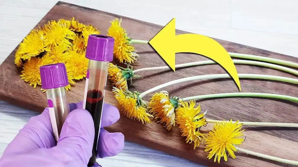 Toto je DÔVOD, prečo by ste mali zjesť 6 stoniek púpavy denne: Sú cennejšie ako kvety!