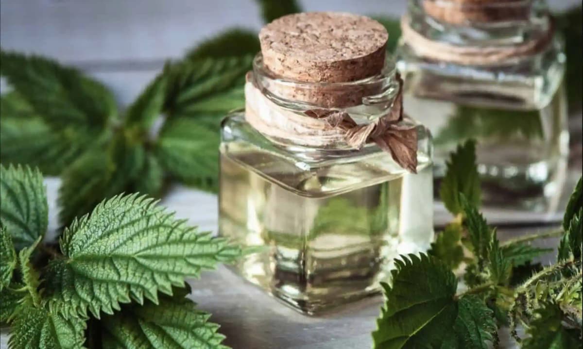 ŽIHĽAVA V OLEJI je najsilnejšia medicína, hovorí moja mama: Zapamätajte si tento recept na celý život!