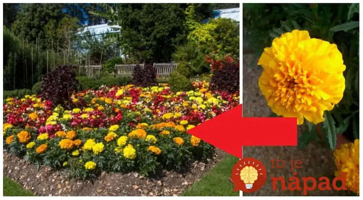 Tieto oranžové kvietky má v záhrade skoro každý: Ľudia však netušia, čo všetko dokážu – dávam ich do okien aj pred dvere!