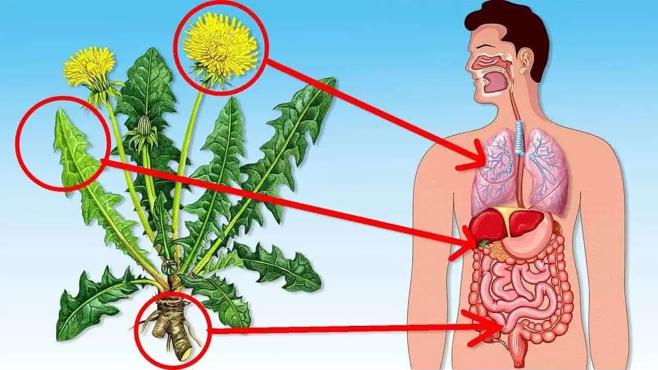 Hlavičky liečia pľúca, listy pomáhajú obličkám a koreň čistí pečeň: Zabudnite na drahé lieky, toto je najsilneší trojboj proti chorobám!