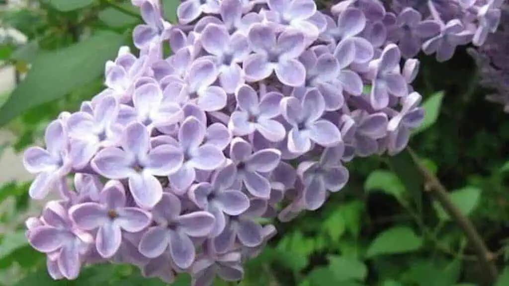 Tento KVIETOK je darom od boha, hovorila moja starká: ZÁCHRANA na boľavé kĺby, horúčku aj bolesti hlavy!