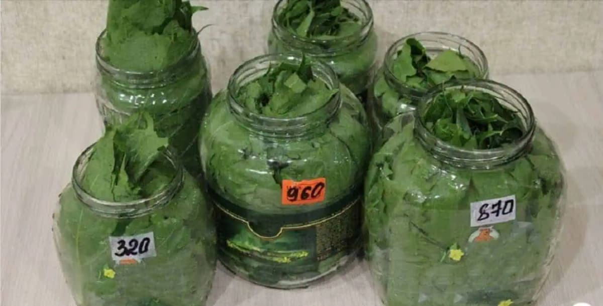 Kto ich má v záhrade, nemusí sa báť VYSOKÉHO TLAKU, kŕčových žíl ani alergie: Natrhajte si na jar tieto listy!