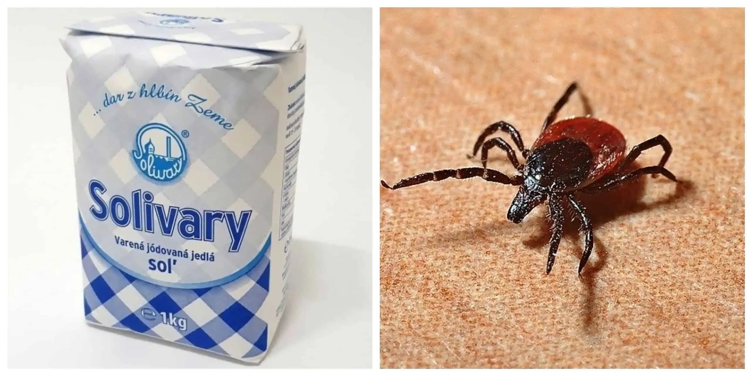 Ako sa zbaviť nenávidených kliešťov pomocou SOLI: Toto by mal počas sezóny vedieť každý!