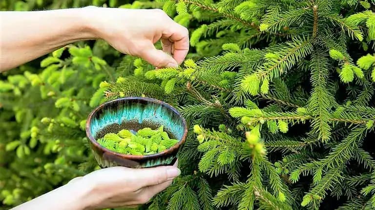 SIRUP ZO SMREKOVÝCH VÝHONKOV: Storočný recept, ktorý lieči astmu a všetky respiračné choroby!