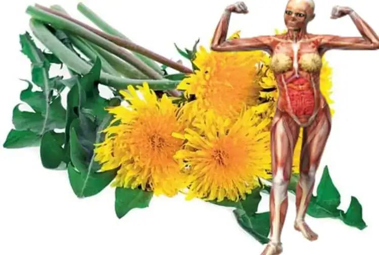 Mnohí ich vidia v záhrade a vôbec nepoznajú tento zázračný účinok: Tieto žlté hlávky vás liečia a stačí nathať len pár hrstí!