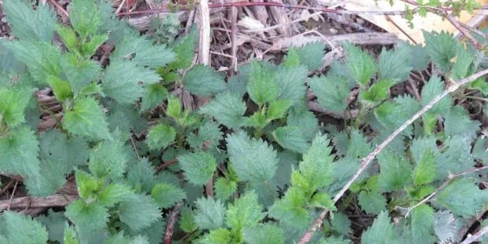 RECEPT na sirup z mladej žihľavy: Zregeneruje vaše telo, kompletne prečistí pečeň a krv, posilní imunitu!