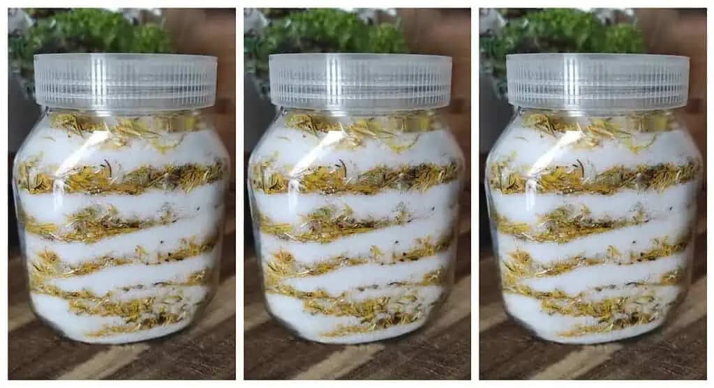 MED Z JARNEJ PÚPAVY bez varenia: Storočný recept, ktorý lieči mnohé choroby!