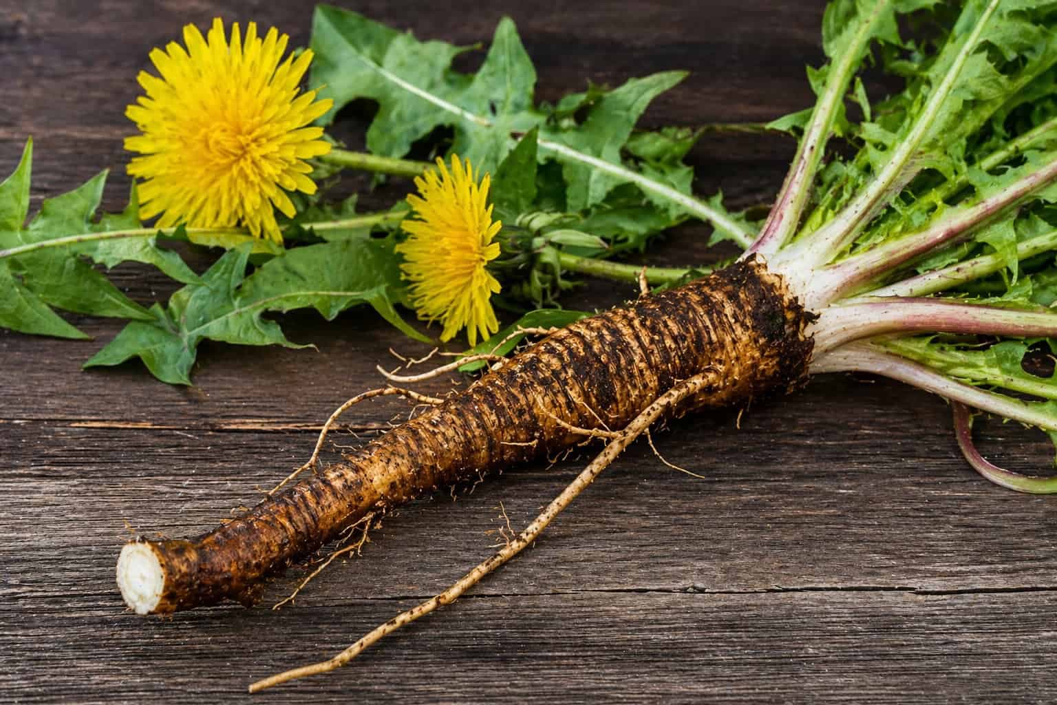 Púpavový koreň: Kompletný sprievodca účinkami, recepty a vedľajšie účinky!