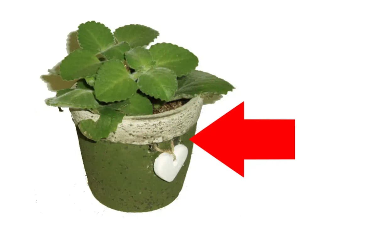 Nenápadný zázrak, na ktorý sa NECHYTÁ ani Aloe Vera: Táto rastlina vylieči alergiu, nádchu aj virózy – mám ju v každej izbe!