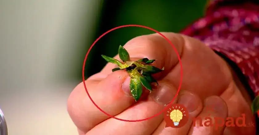 Sušené jahodové stopky sú cennejšie ako samotné plody: Odkedy viem toto, používam ich celý rok – nepremeškajte príležitosť a odložte každú jednu!