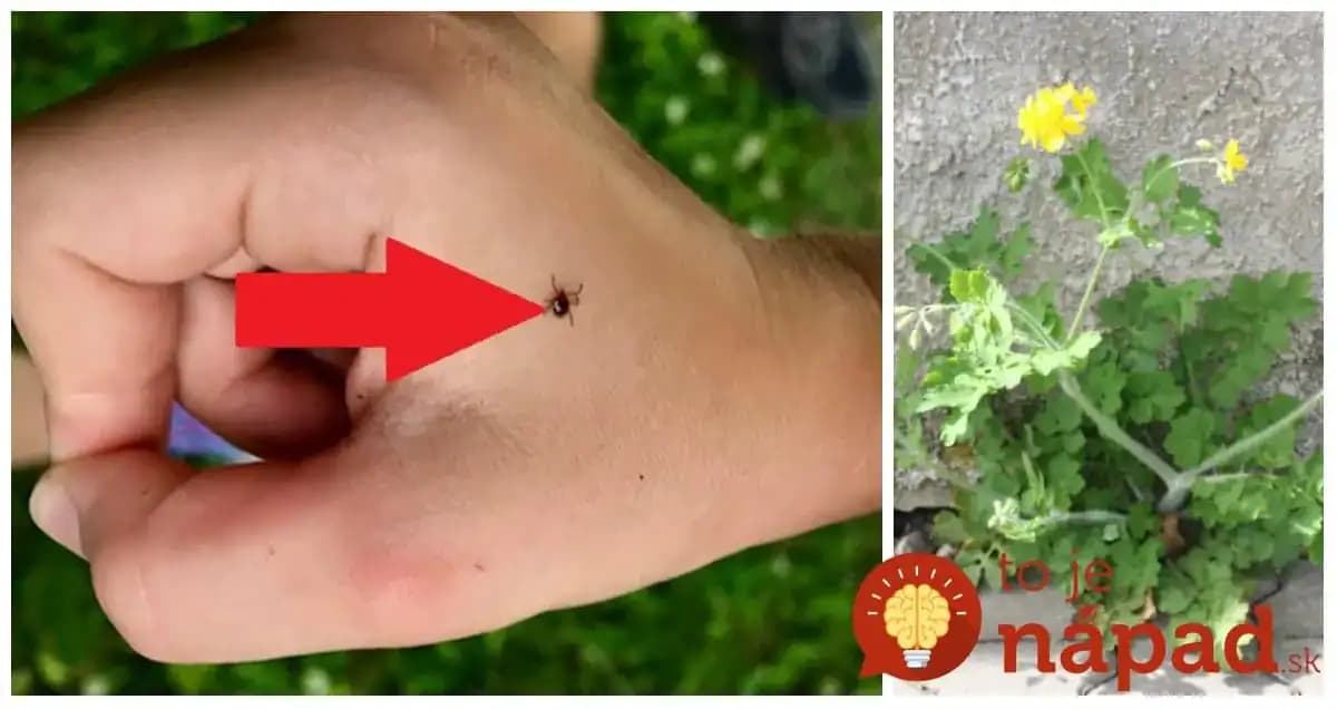 Keď uvidíte pri múre túto rastlinu, odtrhnite a zalejte ju lacným olejom: Najväčší bič na kliešte – 5 rokov ani jeden!