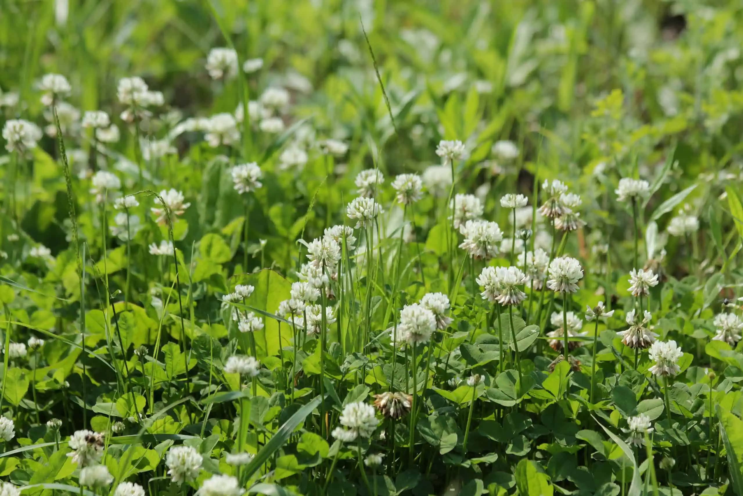 Ďatelina plazivá (Trifolium repens): Nenápadná bylina s pozoruhodnými účinkami!