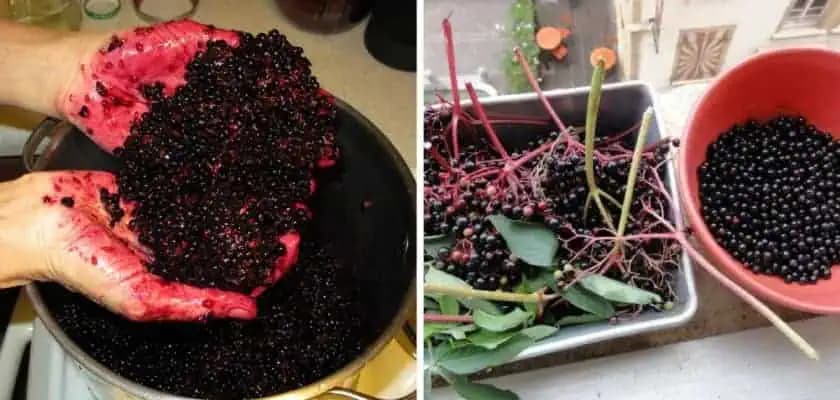 Všetci ospevujú kvety ale toto je väčšia SILA: Plody BAZY zrazia horúčku, čistia krv a prechladnutie liečia za 3 dni!