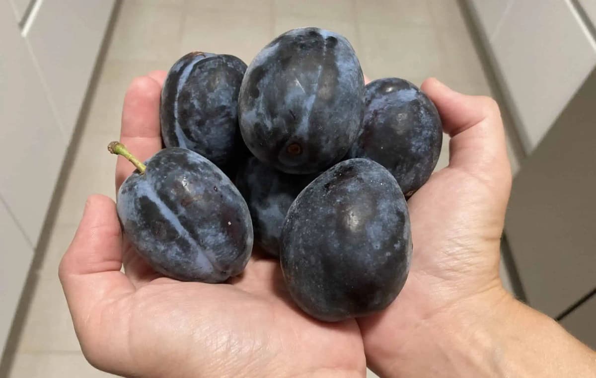 Naša starká nosí vo vrecku vždy aj pár sliviek: Tento starý trik budete velebiť aj dnes, úžasná pomoc!
