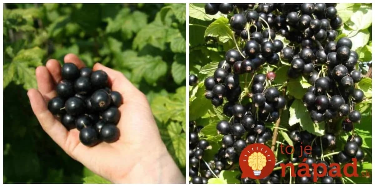 Zázračný účinok čiernej ríbezle, ktoré by mal po 50-tke poznať úplne každý: Na toto sa nechytá žiadne iné ovocie zo záhrady!