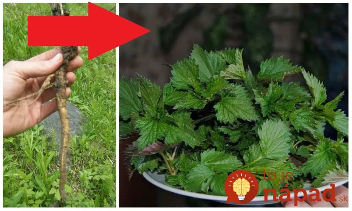 Začiatkom jesene má najväčšiu silu: Vyberte zo zeme žihľavový koreň a len zalejte – najlepší pomocník pre vás aj vášho muža!