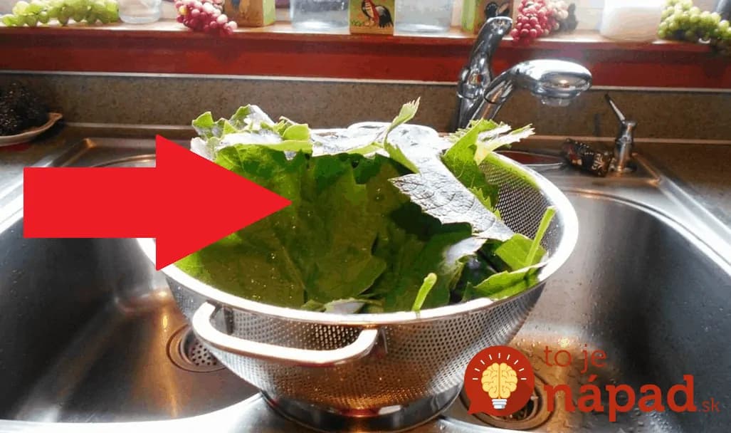 Na jar majú najväčšiu silu: Toto dokážu mladé hroznové listy, ak ich len priložíte na boľavé nohy!