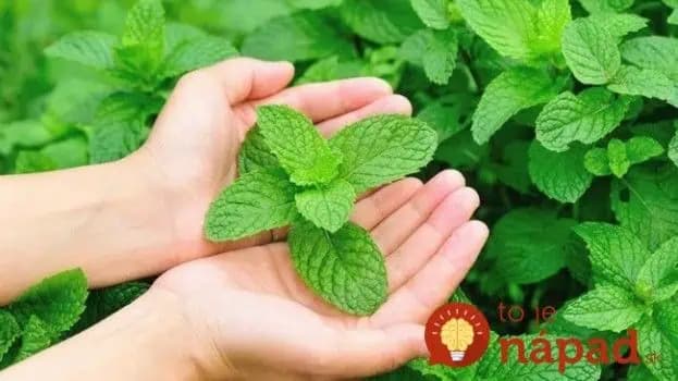 Nepridávajte ju len do limonád: Najlepšia bylinka na chudnutie a pre zdravé srdce, cievy a pokožku – všímať by si ju mali hlavne ženy!!