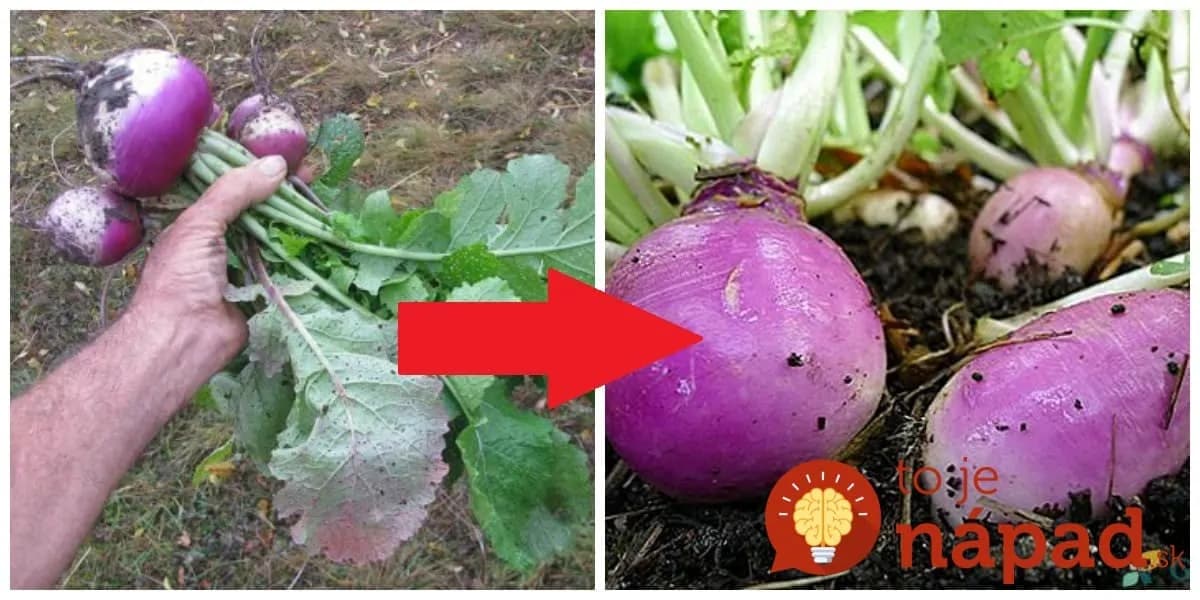 Zabudnutá zelenina našich dedov lieči cievy, zrak aj slabé kosti: Vysejte ju v auguste a úrodu zberáte v októbri – zázrak, ktorý rastie ako z vody!